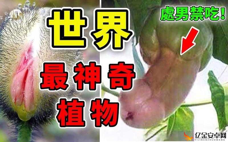 夜夜草：探秘神奇的植物世界